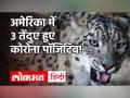 Coronavirus India Update: अब जानवरों पर भी टूटा Corona का कहर, 3 Leopards हुए Covid 19 Positive - Hindi News | | Latest world Videos at Lokmatnews.in