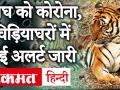 America में टाइगर को Corona संक्रमण का पहला मामला, India के Zoo और National Park में High Alert - Hindi News | | Latest india Videos at Lokmatnews.in