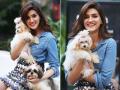 डॉगी के साथ नजर आईं कृति सेनन, बरसाया जमकर प्यार-देखें फोटो - Hindi News | Kriti Sanon at the Mars petcare event at Tote mahalxmi | Latest bollywood Photos at Lokmatnews.in