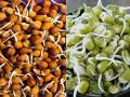 रोज नाश्ते में खाएं अंकुरित दाल और चना, कई बीमारी से रहेंगे निरोग - Hindi News | benefits of eating sprouts daily moong and chana | Latest health Photos at Lokmatnews.in