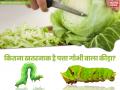 सर्दियों में संभलकर खायें पत्तागोभी, दिमाग में घुस जाता है इसमें मिलने वाला कीड़ा, ऐसे बचें - Hindi News | way to identify of cabbage worms | Latest health Photos at Lokmatnews.in