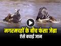 VIDEO: मगरमच्छों के बीच फंसा जेब्रा, ऐसे बचाई जान, देखें वीडियो - Hindi News | Crocodile attack on zebra video goes viral on social media | Latest weird News at Lokmatnews.in