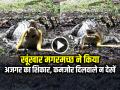 VIRAL: खूंखार मगरमच्छ ने किया अजगर का शिकार, कमजोर दिलवाले न देखें... - Hindi News | Crocodile hunts python Video Goes Viral on Social Media | Latest weird News at Lokmatnews.in