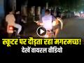 Viral Video: स्कूटर पर दौड़ता रहा मगरमच्छ!, देखें वीडियो - Hindi News | Crocodile Riding On Bike Viral Video 2 men Carrying a crocodile on a scooter | Latest weird News at Lokmatnews.in