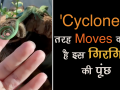 cyclone की तरह moves करता है chamaeleo का शरीर, देखें वीडियो - Hindi News | | Latest weird Videos at Lokmatnews.in