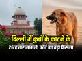 दिल्ली में कुत्तों के काटने के 26 हजार मामले, सुप्रीम कोर्ट का बड़ा फैसला... - Hindi News | Delhi NCR Dog Attack Case 26000 Cases of dog Bites in Delhi, Big decision of Supreme Court | Latest india News at Lokmatnews.in