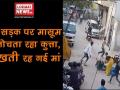 बीच सड़क पर मासूम को नोचता रहा कुत्ता, चिखती रह गई मां - Hindi News | Delhi Uttam Nagar case | Latest weird Videos at Lokmatnews.in
