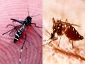 दिल्ली में डेंगू का कहर, 5 दिनों में 300 मरीजों का आंकड़ा पार - Hindi News | Delhi logs 321 dengue cases in first week of october 2022 | Latest india Photos at Lokmatnews.in
