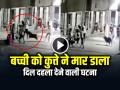 VIDEO: 4 महीने की बच्ची को कुत्ते ने मार डाला, CCTV में कैद हुई दिल दहला देने वाली घटना, देखें वीडियो - Hindi News | Dog Attack 4 Month Old Girl in Ahmedabad Police Arrested Rottweiler Owner | Latest weird News at Lokmatnews.in