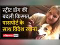 UP के बनारस की गलियों में घूमने वाली Street Dog Jaya अब Netherland जा रही है - Hindi News | Street dog Jaya, who roamed the streets of Banaras in UP, is now going to Netherland. | Latest world Videos at Lokmatnews.in