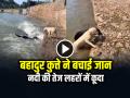 VIDEO: बहादुर कुत्ते ने जान पर खेलकर बचाई अपने दोस्त की जान, देखें वीडियो - Hindi News | Dog Risked his Life to Save his Friend flowing in water watch video | Latest weird News at Lokmatnews.in