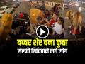 VIDEO: बब्बर शेर बना कुत्ता, सेल्फी खिंचवाने लगे लोग, देखें वायरल वीडियो - Hindi News | Dog Sultan look like lion video goes viral on social media | Latest weird News at Lokmatnews.in