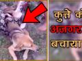 पालतू कुत्ते को अजगर से बचाने का ये Video आपको भावुक कर देगा - Hindi News | This video will make you emotional to protect a pet dog from a dragon | Latest weird Videos at Lokmatnews.in