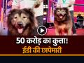 50 करोड़ का कुत्ता!, ईडी की छापेमारी में चौंकाने वाला खुलासा... - Hindi News | Dog worth 50 crores! ED raids bengaluru man after his claim of buying costliest wolfdog rs fifty crore | Latest weird News at Lokmatnews.in