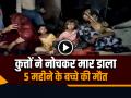 VIDEO: 5 महीने के मासूम बच्चे को कुत्तों ने नोच नोचकर मार डाला, दिल दहला देनेवाली घटना - Hindi News | Dogs Killed 5 Months Old Child in Farrukhabad Uttar Pradesh | Latest weird News at Lokmatnews.in