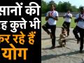 जम्मू में बॉर्डर सिक्योरिटी फोर्स के डॉग स्क्वॉड ने कुत्तों को ऐसे कराया योग - Hindi News | Dog squad of Border Security Force performs yoga on Yoga Day 2019 in Jammu | Latest india Videos at Lokmatnews.in