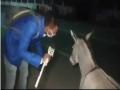 कोरोना महामारी के बीच गधे का इस रिपोर्टर ने लिया 'इंटरव्यू', पूछा- तुम मास्क क्यों नहीं पहनते, देखिए वीडियो - Hindi News | | Latest weird News at Lokmatnews.in