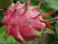 Dragon Fruit: बदल गया इस फल का नाम, अब 'कमलम' नाम से जाना जाएगा, जानिए इसके बारे में - Hindi News | Dragon Fruit renamed Kamalam in Gujarat announced CM Vijay Rupani | Latest india News at Lokmatnews.in