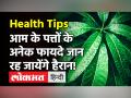 किडनी - लीवर रोगों से राहत पाने के लिए ऐसे करें आम के पत्तों का इस्तेमाल - Hindi News | Mango leaf Health Benefits in Hindi | Latest health Videos at Lokmatnews.in