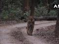 महाराष्ट्र में अब हैं 312 TIGER, वर्ष 2014 में राज्य में 190 बाघ थे - Hindi News | Maharashtra tiger count at 312, up from 190 in 2014 | Latest india News at Lokmatnews.in