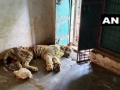 बांधवगढ़ टाइगर रिवर्ज में  17 वर्षीय बाघिन की मौत - Hindi News | Umaria: Tigress T-23 died at Bandhavgarh National Park late last night. | Latest india News at Lokmatnews.in