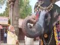 Watch: तमिलनाडु के मंदिर में हाथी ने बजाया माउथ ऑर्गन, पीएम मोदी को दिया आशीर्वाद - Hindi News | Watch: Elephant Plays Mouth Organ, Blesses PM Modi At Tamil Nadu Temple | Latest weird News at Lokmatnews.in