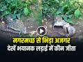 VIDEO: मगरमच्छ से भिड़ा अजगर, देखें भयानक लड़ाई में कौन जीता... - Hindi News | Extreme Fight Crocodile vs Python Video Goes viral on Social Media | Latest weird News at Lokmatnews.in