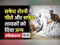 The White Tiger । ‘Mira’ ने दिया दो शावकों को जन्म,एक पिला और एक सफेद । Gwalior Zoo । White Tigeress - Hindi News | The White Tigeress ‘Mira’ gave birth to 2 cubs in Gwalior Zoo | Latest india Videos at Lokmatnews.in