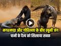VIDEO: मगरमच्छ और गोरिल्ला के बीच खूनी जंग, पानी के दैत्य को सिखाया सबक, देखें वीडियो - Hindi News | Fight Between Crocodile and Gorilla Save Its Baby watch viral video | Latest weird News at Lokmatnews.in