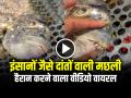 VIDEO: इंसानों जैसे दांतों वाली मछली, हैरान करने वाला वीडियो वायरल - Hindi News | Fish with Human Teeth Video Goes Viral on Social Media | Latest weird News at Lokmatnews.in