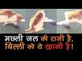 Funny Video: बर्फ में जमी हुई मछली के लिए तड़पती रही बिल्ली का वीडियो हुआ वायरल! - Hindi News | | Latest weird Videos at Lokmatnews.in