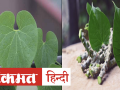 Coronavirus Diet Tips: गिलोय खाने से बढ़ती है Immunity Power, जानें इसके अनेक फायदे - Hindi News | Uses of Giloy for Coronavirus and Immunity | Latest health Videos at Lokmatnews.in