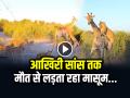 VIDEO: आखिरी सांस तक मौत से लड़ता रहा... देखें जंगल का वायरल वीडियो - Hindi News | Giraffe kept fighting with 5 lions and was finally killed watch the viral video | Latest weird News at Lokmatnews.in