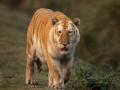 असम: काजीरंगा नेशनल पार्क मे दिखा दुर्लभ Golden Tiger, यहां देखें पूरा वीडियो - Hindi News | Golden Tiger seen in Kaziranga National Park assam watch full video here | Latest weird News at Lokmatnews.in