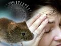 Coronavius के बाद अब Hantavirus का खौफ, china के Unnan Province में हुई पहली मौत - Hindi News | After Coronavius, fear of Hantavirus, first death in Unnan province of China | Latest world Videos at Lokmatnews.in