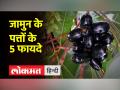 जामुन के पत्ते के फायदे और इस्तेमाल का तरीका - Hindi News | Benefits and method of use of Jamun leaves | Latest health Videos at Lokmatnews.in