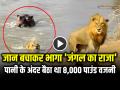 VIDEO: जान बचाकर भागा 'जंगल का राजा', पानी के अंदर बैठा था 8,000 पाउंड वजनी... - Hindi News | Hippo Chases Lion in River Video Goes viral on social media | Latest weird News at Lokmatnews.in