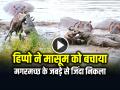 मासूम की जान बचाने के लिए मगरमच्छ से भिड़ गया दरियाई घोड़ा, देखें वीडियो - Hindi News | Hippopotamus Save Wildebeest from Crocodile watch the video | Latest weird News at Lokmatnews.in
