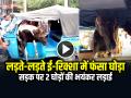 VIDEO: लड़ते-लड़ते ई-रिक्शा में फंसा घोड़ा, सड़क पर 2 घोड़ों की लड़ाई, देखें वीडियो - Hindi News | Horses Fight in Jabalpur Horse Enter in E rickshaw Video Viral | Latest weird News at Lokmatnews.in