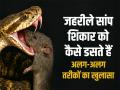 "जहरीले सांप शिकार को कैसे डसते हैं: अलग-अलग तरीकों का खुलासा" - Hindi News | How Venomous Snakes Bite Their Prey Different Striking Techniques Revealed | Latest health News at Lokmatnews.in