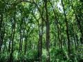 ब्लॉगः वनों को बचाने के लिए तय हो कार्ययोजना - Hindi News | Blog Action plan should be decided to save forests | Latest india News at Lokmatnews.in