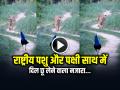 VIDEO: राष्ट्रीय पशु और पक्षी साथ में, दिल छू लेने वाला नजारा... - Hindi News | India National Animal and National Bird Together in viral video, a heart touching sight | Latest weird News at Lokmatnews.in