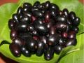 गर्मियों में रोजाना सिर्फ 5 जामुन खाने से इन 10 रोगों को होता है नाश - Hindi News | amazing health benefits of eating jamun or blackberry in summer | Latest health News at Lokmatnews.in