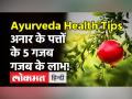 अनार के पत्तों के ये है बड़े फायदें - Hindi News | Health Benefits of Pomegranate Leaves: | Latest health Videos at Lokmatnews.in