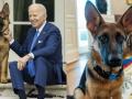 Dog's day out: अमेरिकी राष्ट्रपति बाइडन का पालतू श्वान ‘कमांडर’ अब व्हाइट हाउस में उनके साथ नहीं रहेगा, आखिर क्या है वजह - Hindi News | Dog's day out Joe Biden's canine Commander removed from White House after 11 biting incidents | Latest weird News at Lokmatnews.in