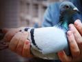 14 करोड़ में खरीदा गया बेल्जियम का कबूतर 'न्यू किम', जानें खासियत - Hindi News | Belgian pigeon 'New Kim' bought for 14 crores, know the specialty | Latest weird Videos at Lokmatnews.in