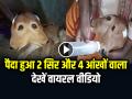 VIRAL VIDEO: पैदा हुआ 2 सिर और 4 आंखों वाला... जानें क्या है माजरा - Hindi News | Karnataka Calf Born with Two Heads and Four Eyes video goes viral on social media | Latest weird News at Lokmatnews.in
