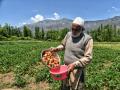 Jammu-Kashmir: लंबे चले सूखे और गर्मी से कश्‍मीर के फल उत्‍पादक चिंतित - Hindi News | Kashmir fruit growers worried due to prolonged drought and heat | Latest india News at Lokmatnews.in