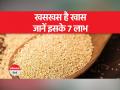 खसखस इन बीमारियों में फायदेमंद ...देखें वीडियो - Hindi News | Poppy seeds are beneficial in these diseases ... watch video | Latest india Videos at Lokmatnews.in
