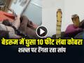 VIDEO: बेडरूम में घुसा 10 फीट लंबा कोबरा, रोंगटे खड़े करने वाला वीडियो वायरल - Hindi News | King Cobra Enter in Bedroom Video Goes Viral on Social Media | Latest weird News at Lokmatnews.in